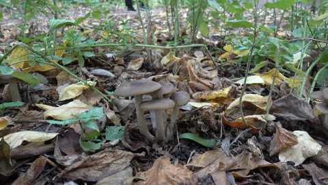 4K view of toadstool mushrooms and the feet of people walking Video stock 141002967