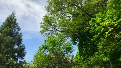 4K View up towards blue sky with green leaves. Nature / Ecology. Stock Footage 130913953