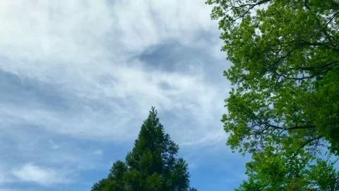 4K View up towards blue sky with green leaves. Nature / Ecology. Stock Footage 130914732