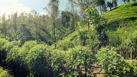 4K view from train's window of rural Sri Lanka: palm trees, houses, gardens Stock-Footage 100727589