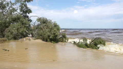 4K view of the waves washing over the tree branch on the shore. Stock Footage 195973544