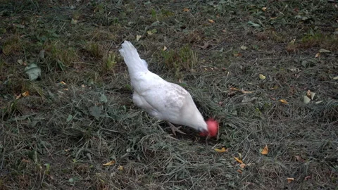 4K view of a white cockerel pecking in the grass. Stock Footage 118738930