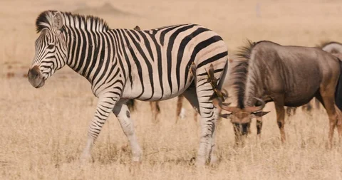 4K view of a zebra with red-billed oxpeckers walking amongst grazing wildebeest Stock Footage 102759078