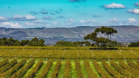 4K Vines, Winery Timelapse Stock Footage 76992745