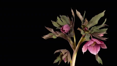 4K. Violet hellebore bloom buds ALPHA matte, Ultra HD (Helleborus Queen of th Stock Footage 108628507