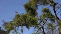 4k Viscum mistletoes low angle shot on tree branches 4k or 4k+ Resolution