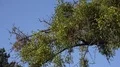 4k Viscum mistletoes low angle shot on tree branches 4k or 4k+ Resolution