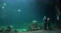 4k Visitors watching XXL shark fish tank with marine fishes 4k or 4k+ Resolution