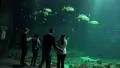 4k Visitors watching XXL shark fish tank pan with marine fishes 4k or 4k+ Resolution