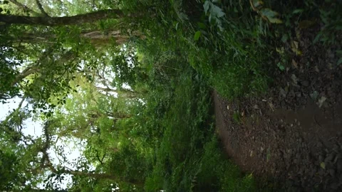 4k vortex motion in the forest. A forest path with lush greenery and tall trees Stock Footage 278302313
