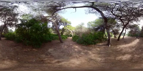 4K VR 360 in a forest in Spain a sunny day. Stock Footage 241218529