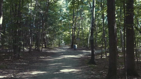 4k - Walk in a forest Stock Footage 67558105