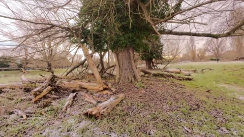 4K | Walk through Sheep's Green during winter Stock Footage 328744987