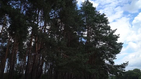 4k Walk In The Woods Stock Footage 91973956