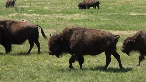 4K, Walking Bison Cows &amp; Small Bulls Stock Footage 115811272