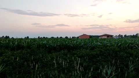 4k Walking on countryside and immersion in the nature during sunset Stock Footage