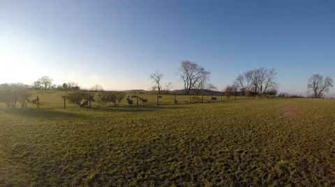 4K walking field with dogs clear autumn day Stockbeeldmateriaal 59728067