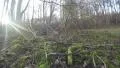 4K walking in forest in autumn, camera close to ground, moss covered ground 4k or 4k+ Resolution