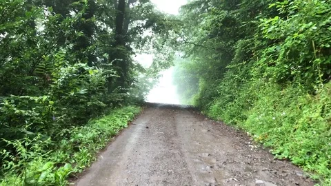 4K walking in the forest Video stock 78729830