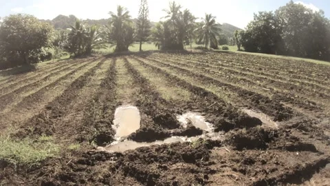 4k walking forward side view at a backroad in tropical Pacific Cook Islands  Stock Footage 233596926