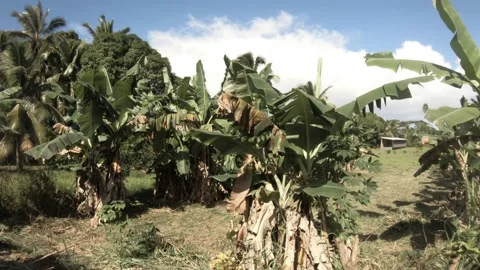 4k walking forward side view at a close up backroad in tropical Pacific Stock Footage 233607625