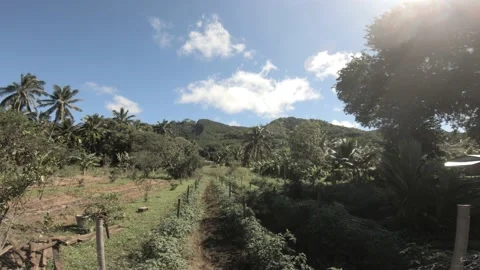4k walking forward view at a backroad in sunshine tropical Pacific Cook Islands  Stock Footage 233597165