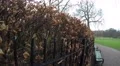 4K walking by hedge in park autumn, many brown leaves 4k or 4k+ Resolution