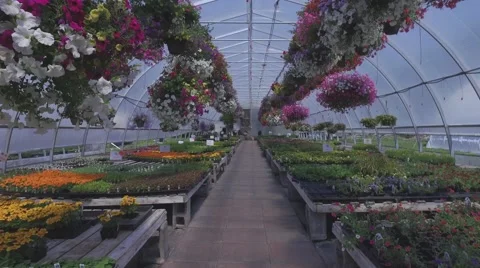 4k walking inside a greenhouse Stock Footage 64220401