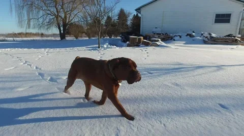 4k walking with mastiff in winter Stock Footage 58864951