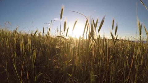 4K: Walking over a field of grass in the sunrise Stock Footage 75519823