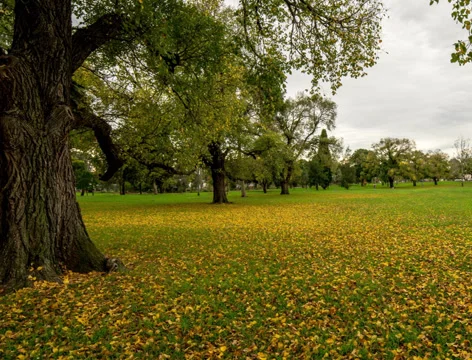 4K, Walking in the park Stock Footage 38811974