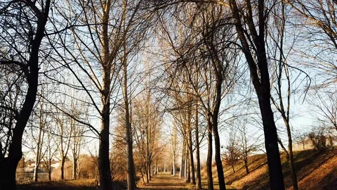 4k walking in a park with trees Stock Footage 102395885