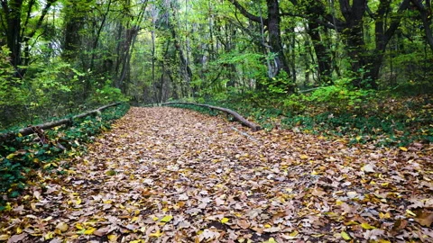 4K Walking on a Path in the green Forest, Steady Cam Shot. Stock Footage 164175753
