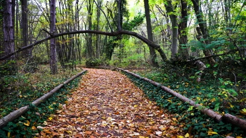 4K Walking on a Path in the green Forest, Steady Cam Shot. Stock Footage 164176044
