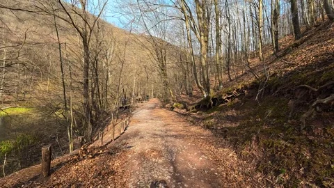 4K Walking with Small Dog on Red Forest Path - POV Nature Hike Video stock 332373526