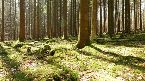 4k, Walking in the Spring Forest Stock Footage 105762031