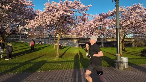 4K walking through cherry blossom sakura trees in Portland Oregon USA Stock Footage 331625905