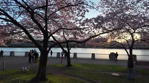 4K walking through cherry blossom sakura trees in Portland Oregon USA Stock Footage 331625925