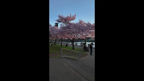4K walking through cherry blossom sakura trees in Portland Oregon USA Stock-Footage 331626021