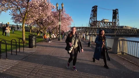4K walking through cherry blossom sakura trees in Portland Oregon USA Stock Footage 331626034