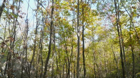 4K: Walking Through the Forest 库存影片 57325692