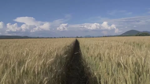 4K Walking through the wheat Video stock 64728423