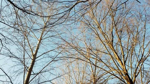 4k walking under trees in a winter sunny day Stock Footage 102396678