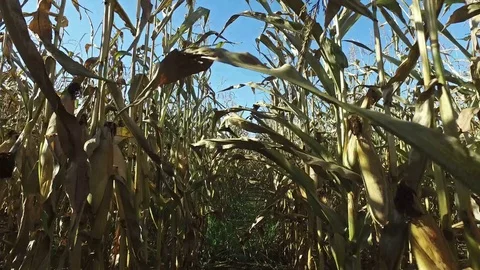 4K. Walks through the ripe corn field, which ready for harvesting. Stock Footage 71887615