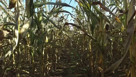 4K. Walks through the ripe corn field, which ready for harvesting. 動画素材 71888000