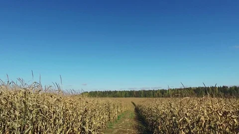 4K. Walks through the ripe corn field by dirty road, panoramic view. 動画素材 71889876