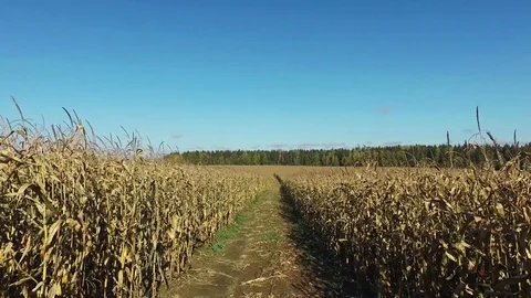 4K. Walks through the ripe corn field by dirty road, panoramic view. Stock Footage 71890081