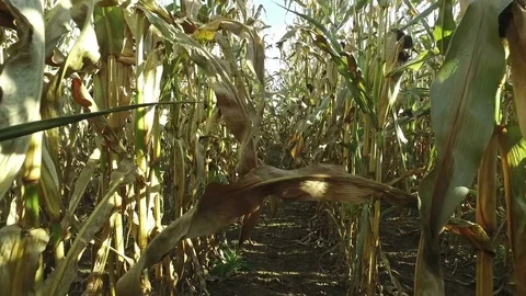 4K. Walks through the ripe corn field, which ready for harvesting. Inside view. 스톡 동영상 71890414