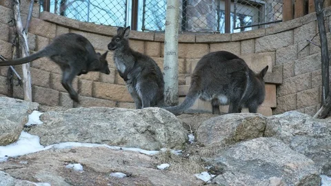 4K Wallabies in Captivity in Snowy Environment in Colorado Stock Footage 102778202