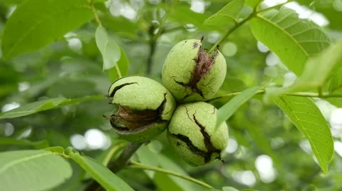 4K Walnut Tree Fruits 1 Stock Footage 54895365